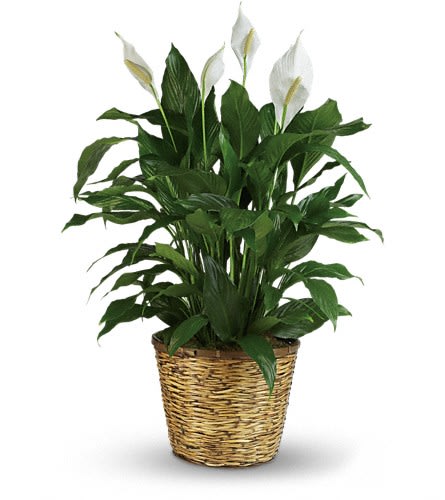 White peace lilies in a woven basket planter