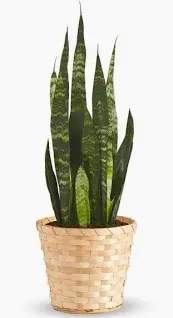 Potted snake plant in a woven basket planter