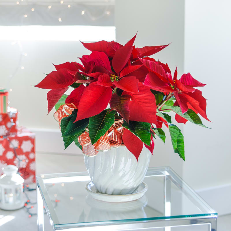 Red Poinsettia Plant - The star-shaped blooms of the poinsettia plant are an enduring symbol of the holiday season. Warm the homes of your loved ones with the color and sentiment of the season of giving. Container and decorative bow may vary.   Poinsettia Care Tip: Water regularly and drain well to avoid excess moisture.