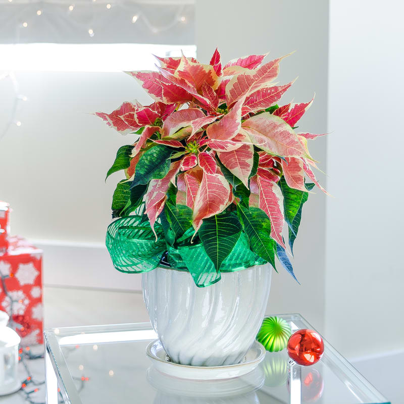 Marble Poinsettia Plant - The marble poinsettia shows off a sophisticated side with watercolor pastel pinks that fade to a creamy white. Warm the homes of your loved ones with the color and sentiment of the season of giving. Container and decorative bow may vary.   Poinsettia Care Tip: Water regularly and drain well to avoid excess moisture.