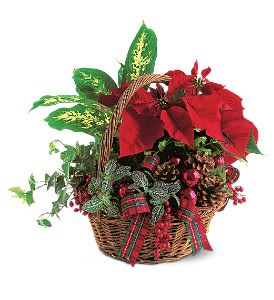 Holiday Planter Basket - This lovely basket filled with winter flowers will not only warm a room, it will warm up that special someone's heart, too.  Diffenbachia, fern, ivy and poinsettia, along with pinecones, balls and ribbon, are delivered in a wicker basket with handle.  Approximately 14" W x 14" H  Orientation: All-Around  As Shown : TF102-1