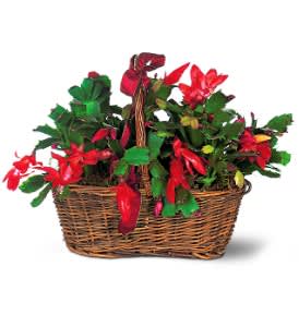 Christmas Cactus - These two red flowering cacti in a wicker basket will make the holiday spirit last longer than the holidays themselves.  Two Christmas cacti arrive in a wicker basket with handle.  Approximately 14" W x 11-1/2" H  As Shown : TF102-3