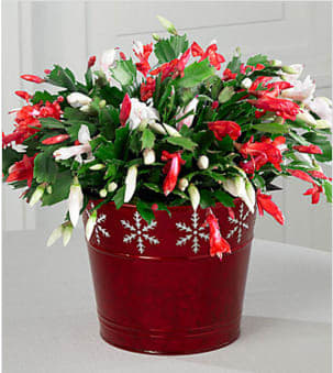 Make It Merry Cactus - The Make It Merry Christmas Cactus is set to brighten up their holidays with its blooms of seasonal color and cheer! A popular holiday gift, the Christmas Cactus is a rare treat, blossoming with both red and white flowers amongst its bright green foliage to create a fresh and festive gift. Presented in a shining designer red tin featuring a white snowflake pattern around the rim, this blooming plant creates a fantastic seasonal offering to add to the beauty and magic of the holiday season ahead. Plant measures 6.-5 inches in diameter. Your purchase includes a complimentary personalized gift message.