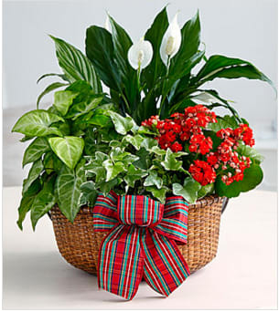 Merry and Bright Holiday Dish Garden - The Merry and Bright Holiday dish garden is a beautiful, living gift to send to loved ones this year. Featuring a red Kalanchoe plant, a peace lily, variegated ivy and a variegated nephthytis plant together in a woven basket adorned with a holiday plaid bow, this garden will make a festive addition to anyone's holiday decor. Basket is approximately 10-inches in diameter. Your purchase includes a complimentary personalized gift message