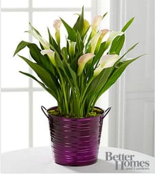 The FTD® Sugarplum Chic Holiday Calla Lily Plant by Better Homes and Gardens® - FTD® proudly presents The Sugarplum Chic Holiday Calla Lily Plant. Bring a modern and majestic charm to their Christmas season with its simple beauty and grace. A captivating calla lily plant arrives displaying eloquent white blooms amongst lush green foliage to create an unforgettable holiday gift. Presented in a shining designer purple tin, giving it a trend forward appeal, this stunning calla lily plant is a fresh and flowering way to express your warmest seasons greetings to friends, family, and co-workers. Plant measures 6.5-inches in diameter. Your purchase includes a complimentary personalized gift message.