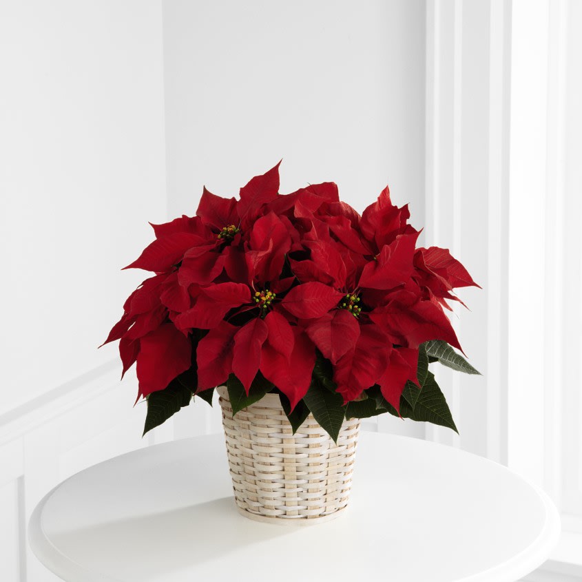 The FTD® Red Poinsettia Basket (Small) - The traditional holiday blooming plant, a Christmas Poinsettia, with its dark leaves and deep red flowers is the perfect gift for family and friends.