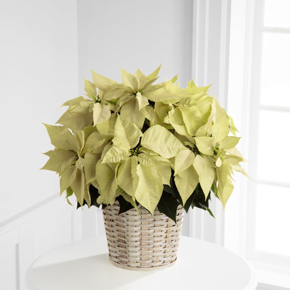The FTD® White Poinsettia Basket (Large) - The elegant winter white poinsettia is a lovely variation to a classic holiday gift.  8" plant