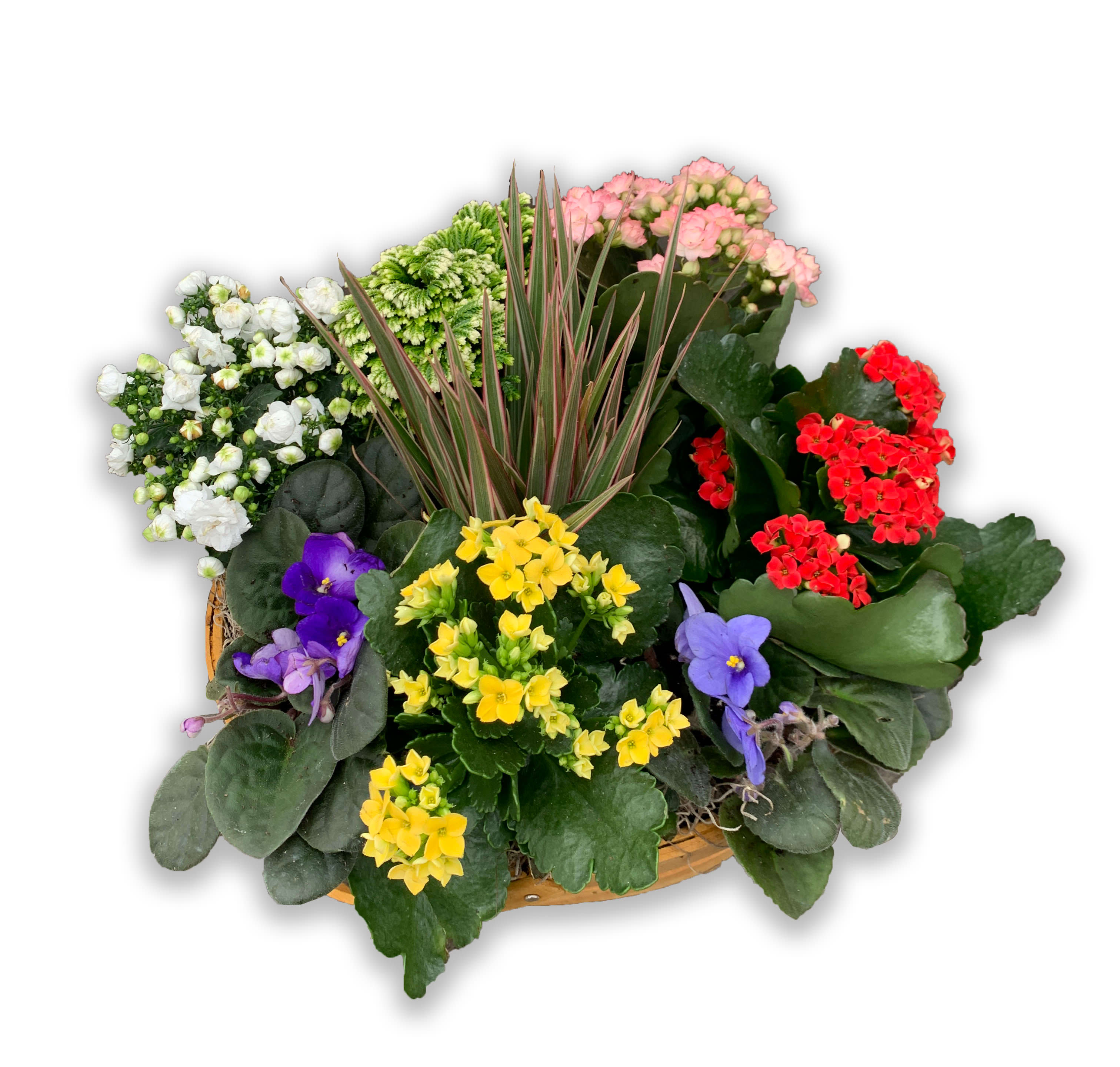 Spring Has Sprung Mixed Basket - A purple African violet, yellow begonia, pink kalanchoe and white hypoestes are arranged in a pretty round basket. It's blooming beautiful. Approximately 12" W x 12 1/2" H. T93-1AÂ   Premium shown in the image.