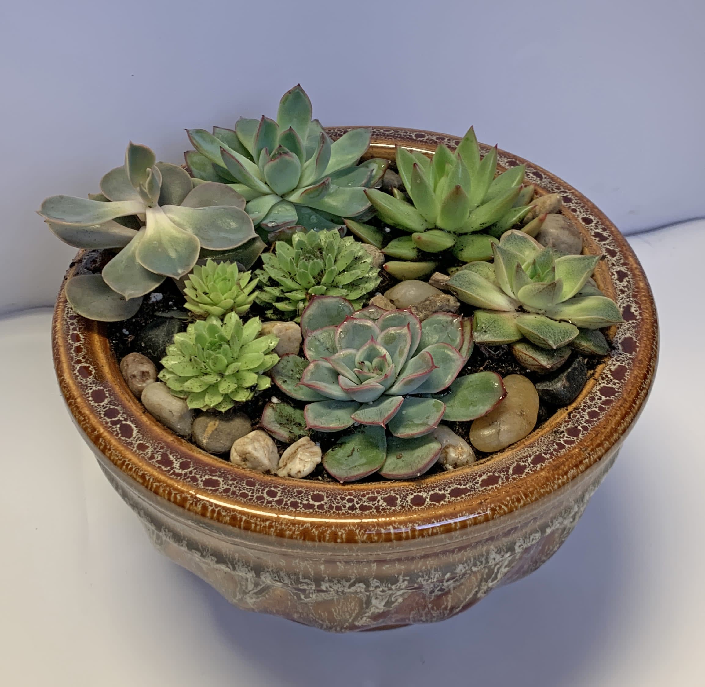 Succulent arrangement in a decorative ceramic bowl with pebbles