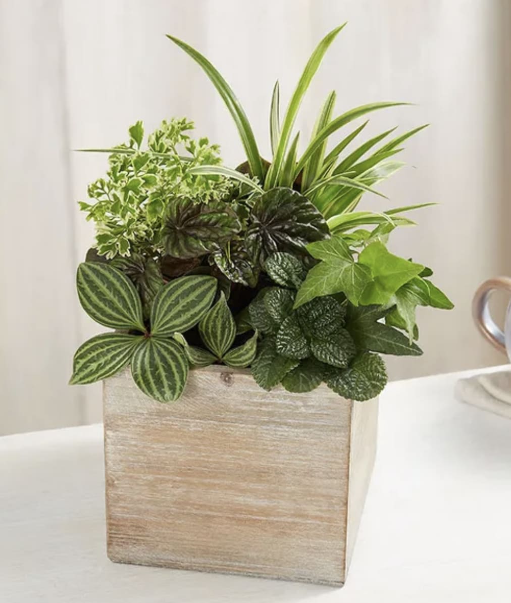 Mixed green houseplants arranged in a square wooden planter