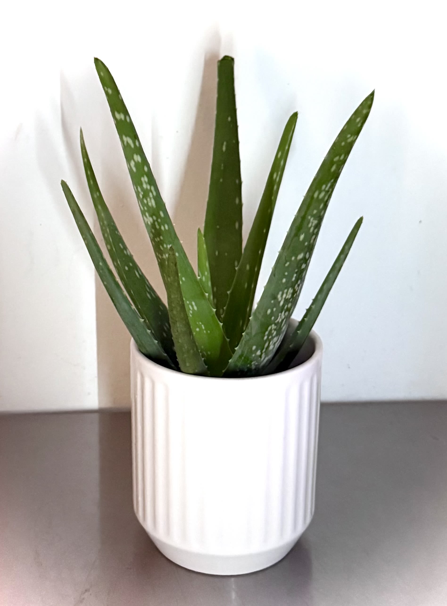 Potted aloe plant in a white ceramic pot