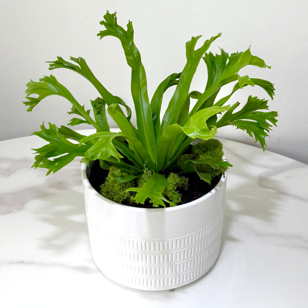 Green potted plant in a white ceramic container
