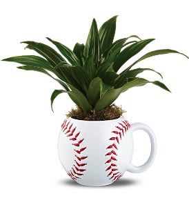 Potted green plant in a white baseball-shaped mug