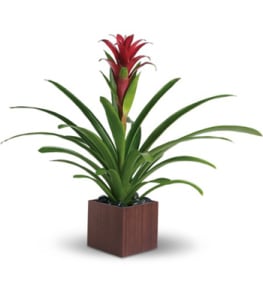 Potted bromeliad plant with red bloom in a square planter