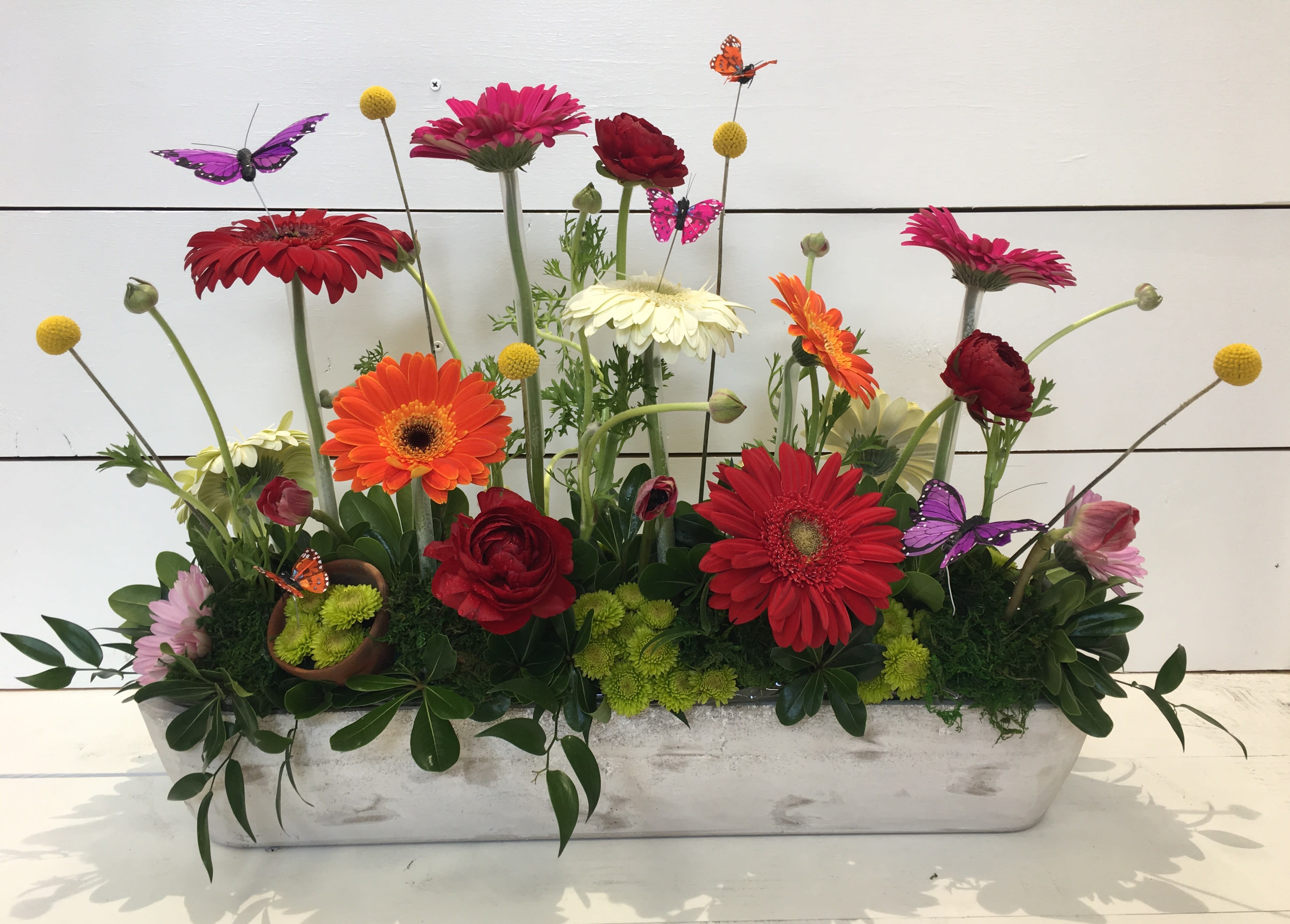 Jody's Garden - Gerbers, Gerbers, and Gerbers with Craspedia, Butterflies, Moss, Putton Poms, &amp; Ranunculus with a hand carved wooden container for later!