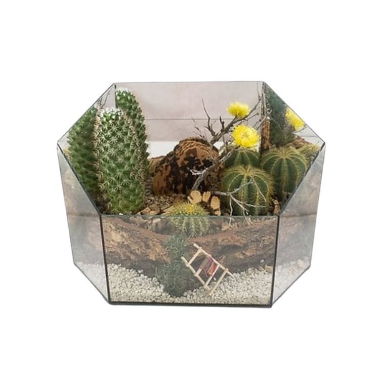 Geometric terrarium with assorted cacti and small yellow blooms