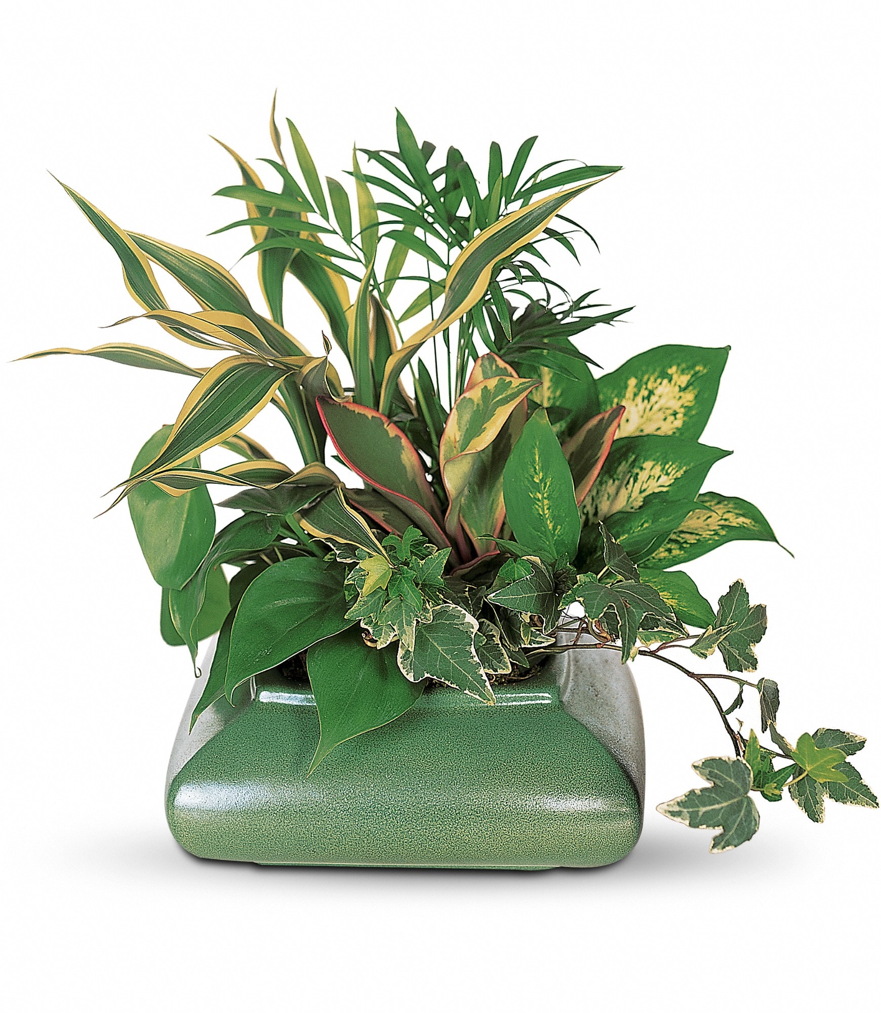 Low dish garden of assorted green foliage plants in a square green ceramic pot