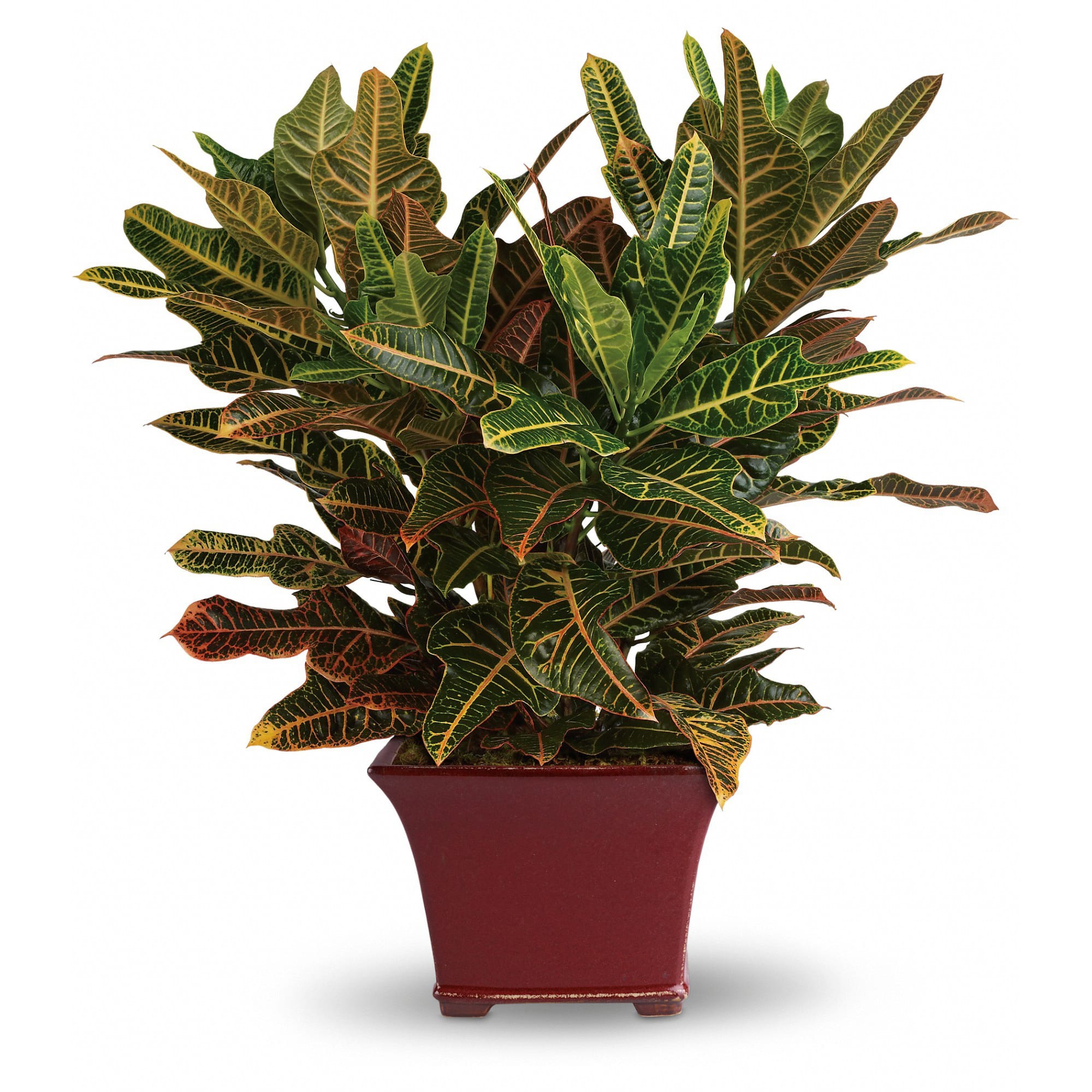 Potted croton houseplant with variegated green, yellow, and red leaves in a square red ceramic container