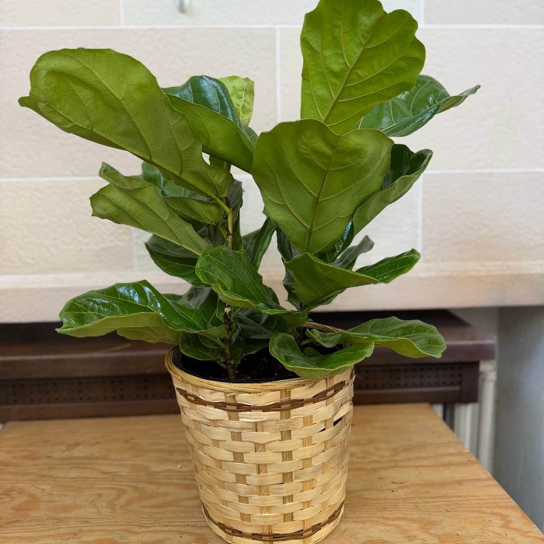 Potted fiddle leaf fig plant in a woven basket cover