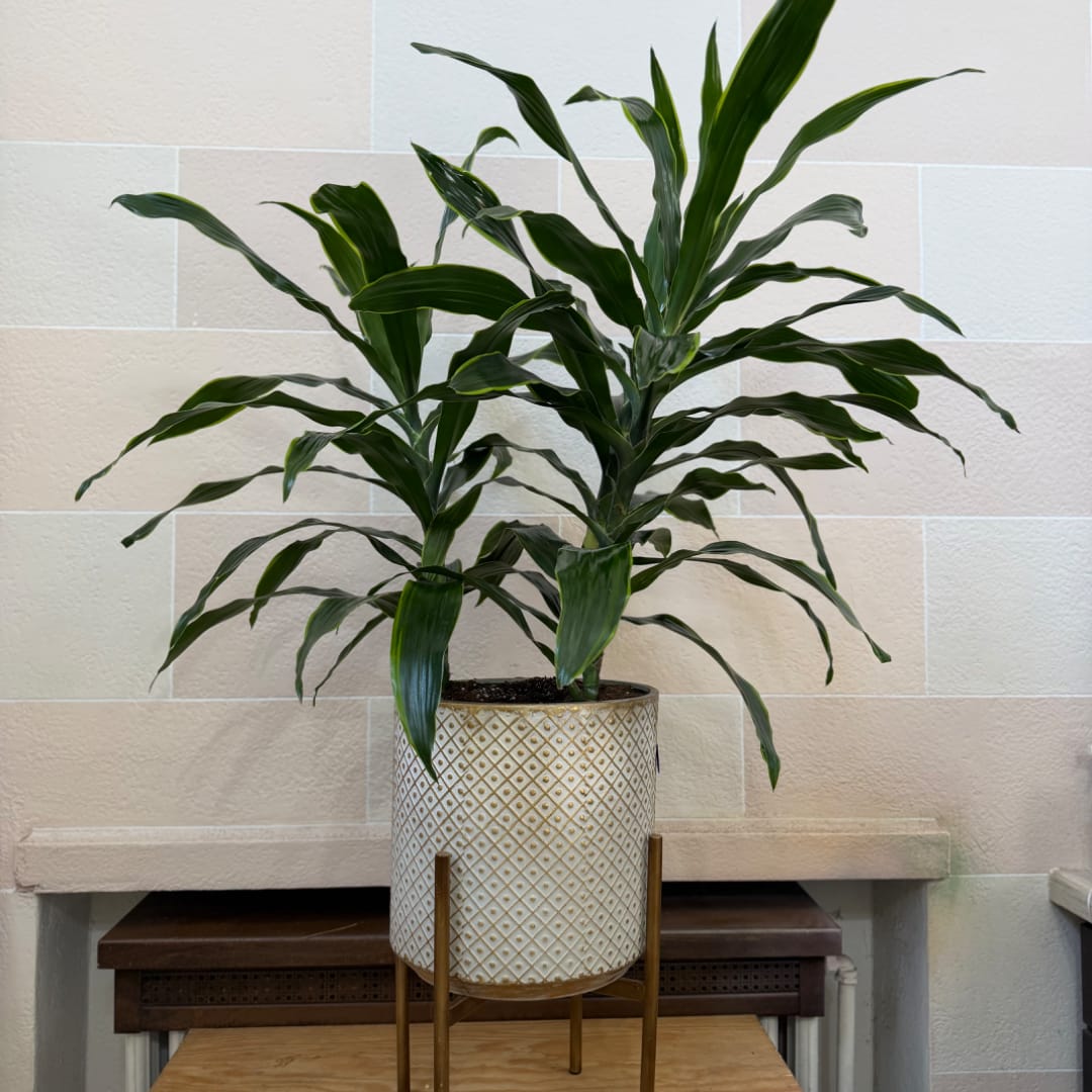 Potted dracaena plant in a patterned ceramic planter on a stand