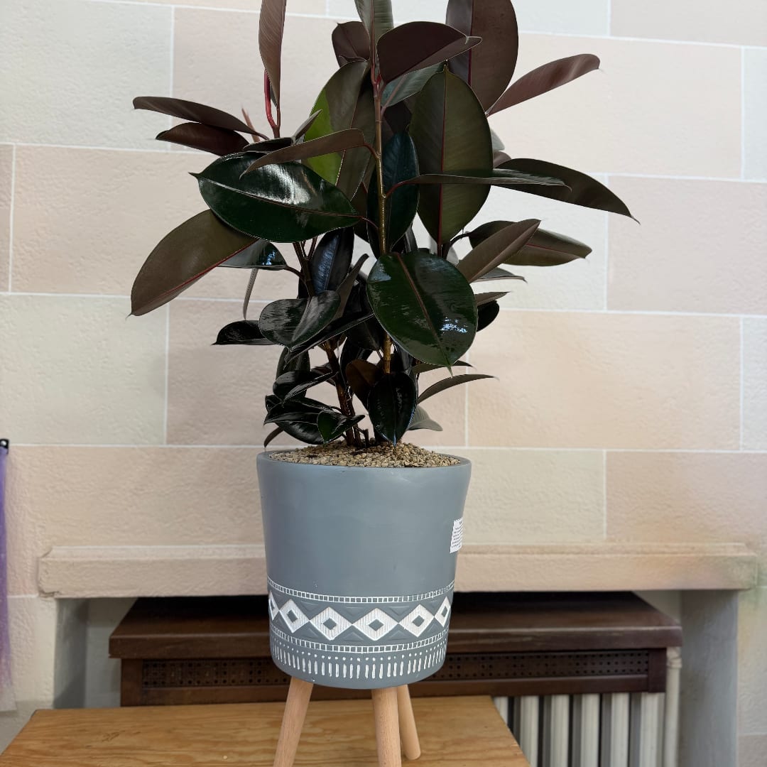 Potted rubber plant with dark glossy leaves in a gray decorative planter.