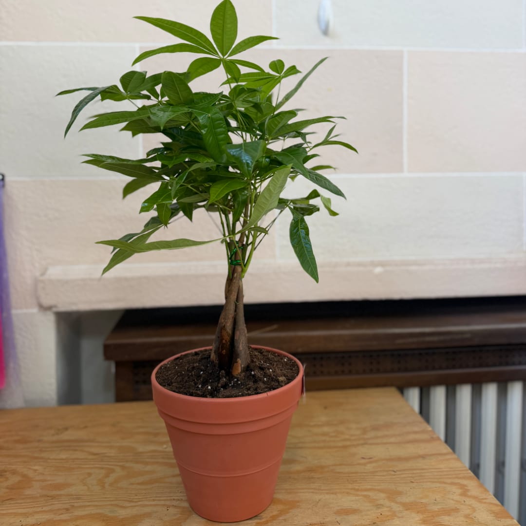 Potted green houseplant with braided trunks in a terracotta pot
