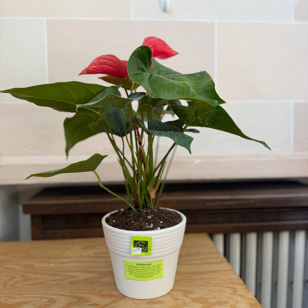 Potted anthurium plant with red blooms in a white container