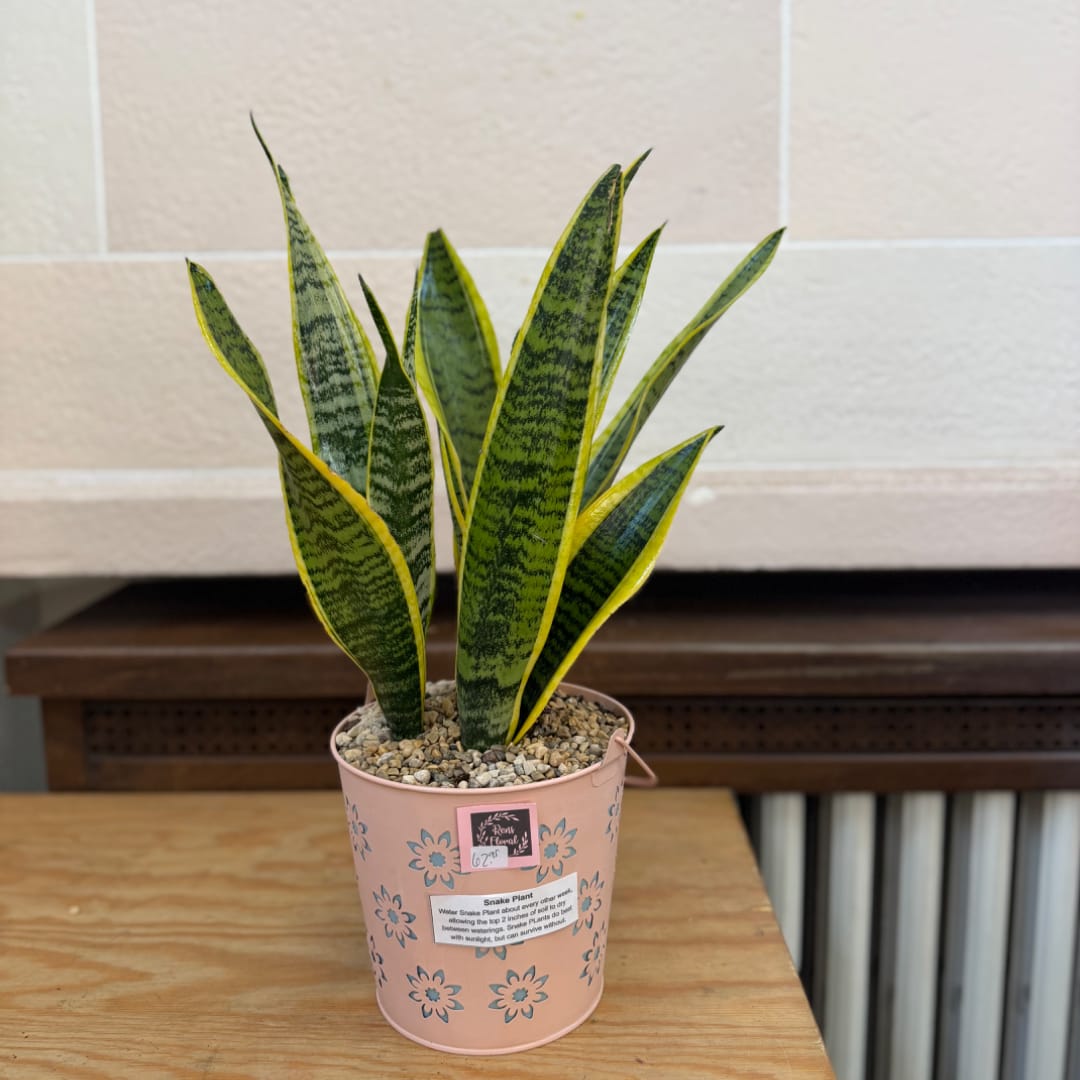 Snake plant in a pink decorative pot on a wooden surface.