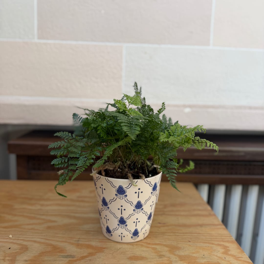 Small potted fern in a patterned ceramic pot on a wooden table.