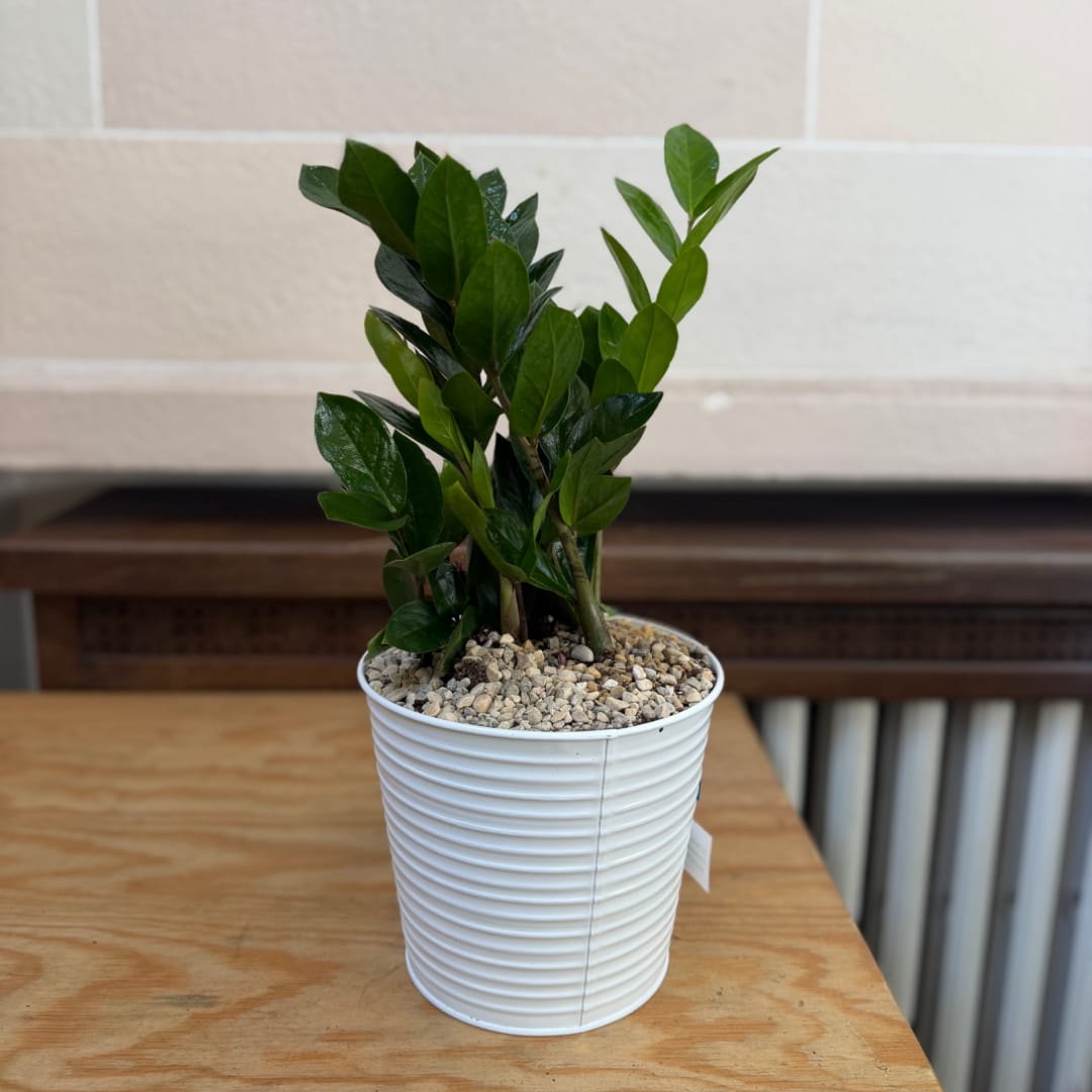 Potted green plant in a white ribbed container with pebbles on top