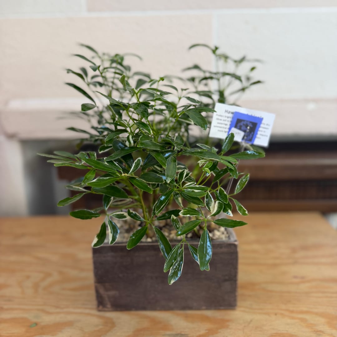 Potted green houseplant in a rectangular planter on a wooden table
