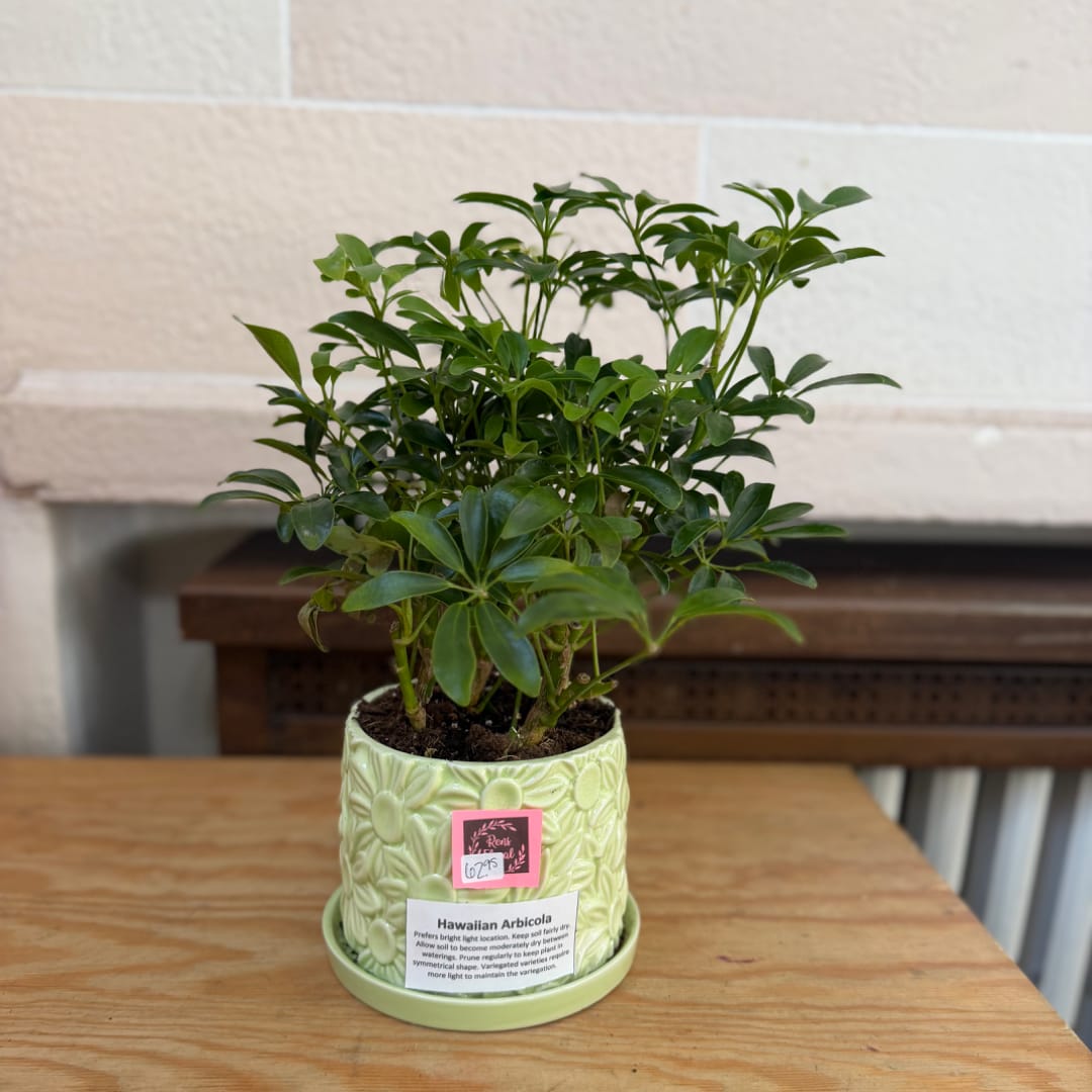 Potted green houseplant in a decorative ceramic pot on a table.