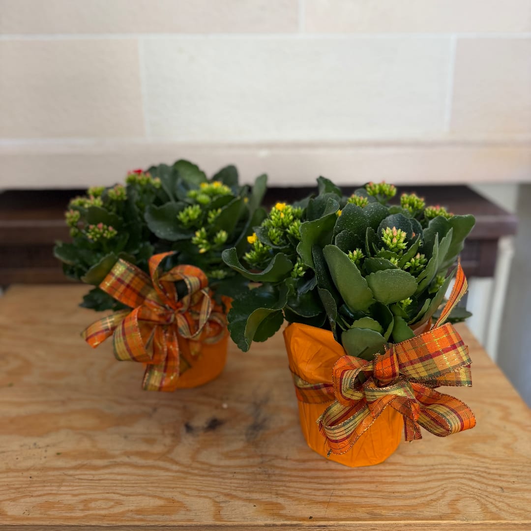 Two small potted succulent arrangements with orange ribbon bows.