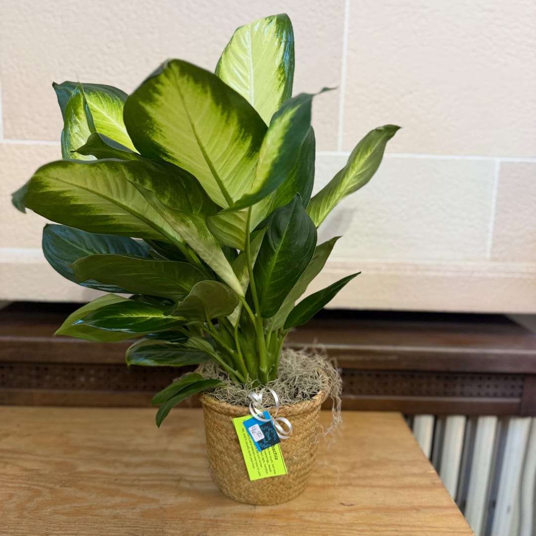 Potted green houseplant in a woven basket with a ribbon tag