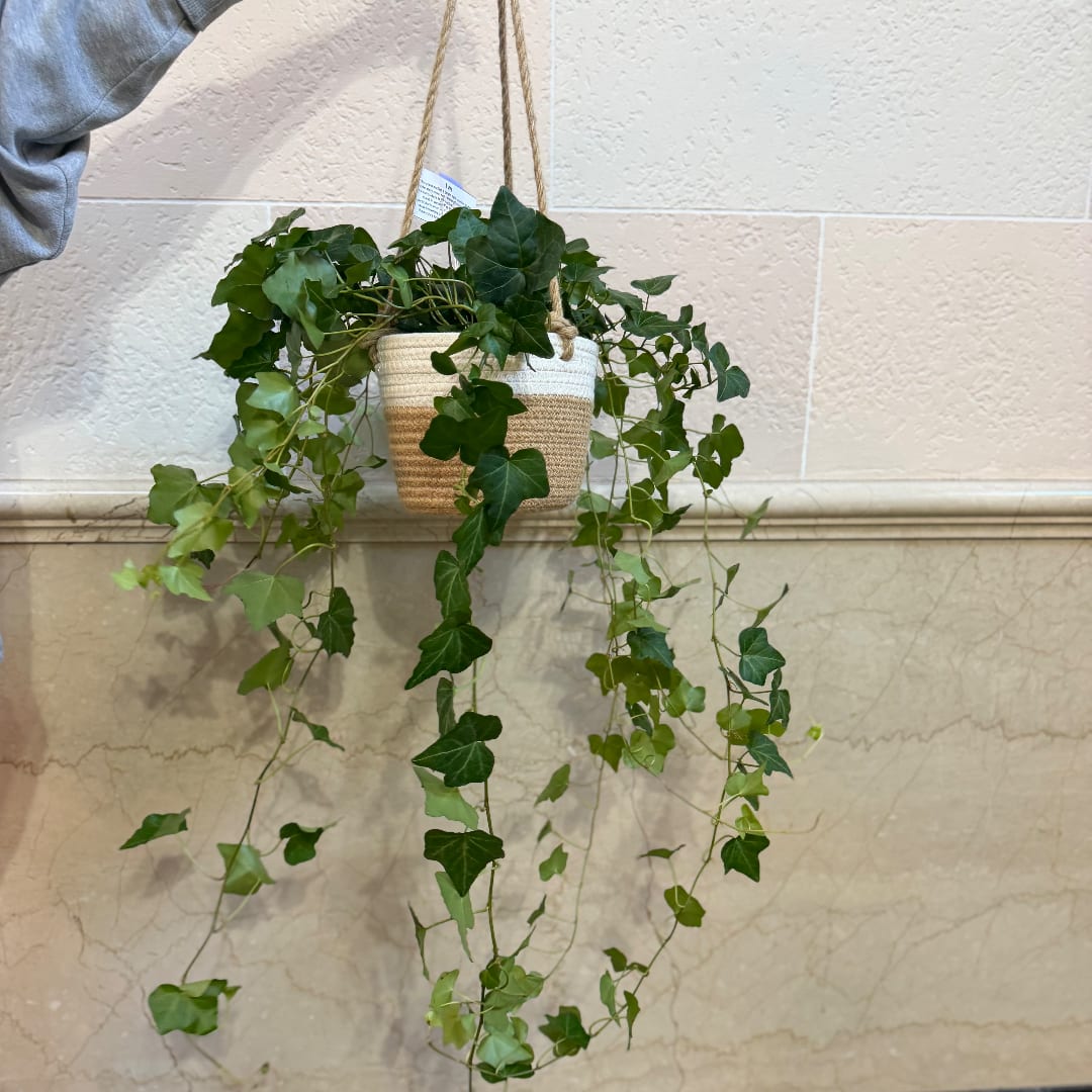 Hanging ivy plant in a woven basket planter