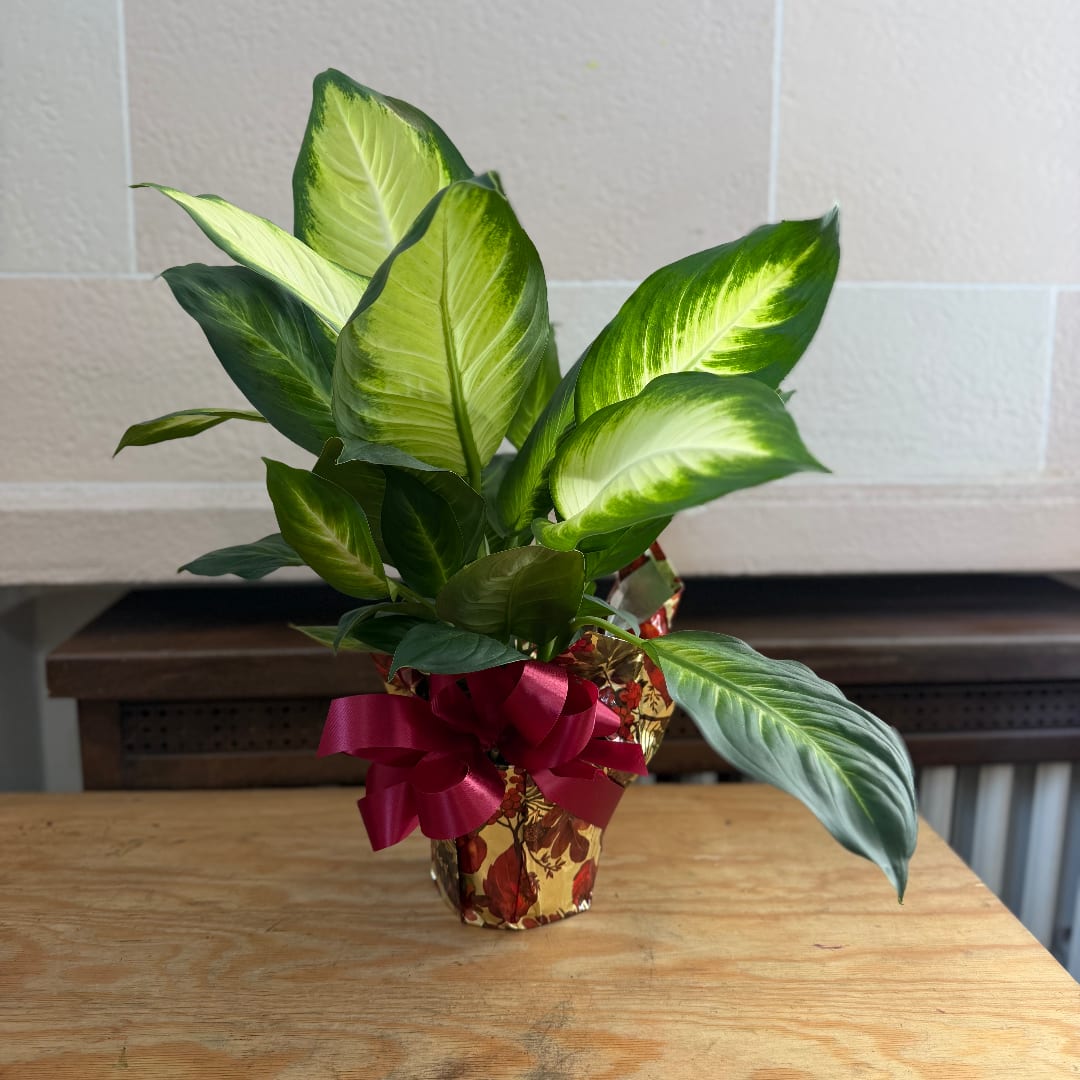 Potted leafy plant with a red ribbon in a decorative wrap