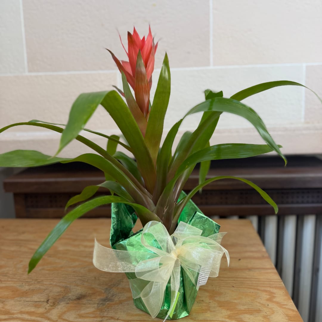 Potted bromeliad plant with a red flower spike and ribbon wrap