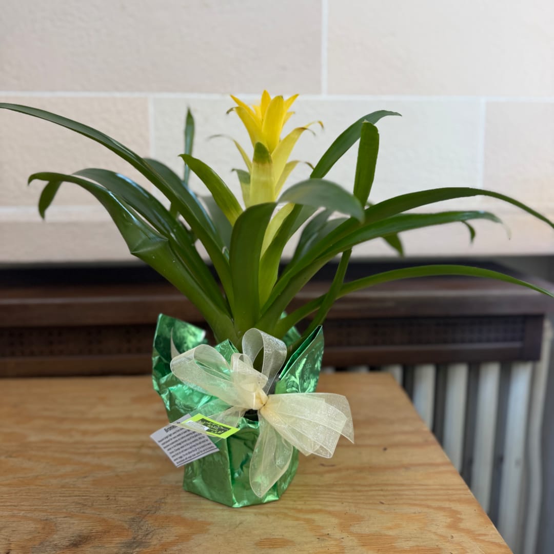Potted bromeliad with a yellow bloom wrapped in green foil and a ribbon