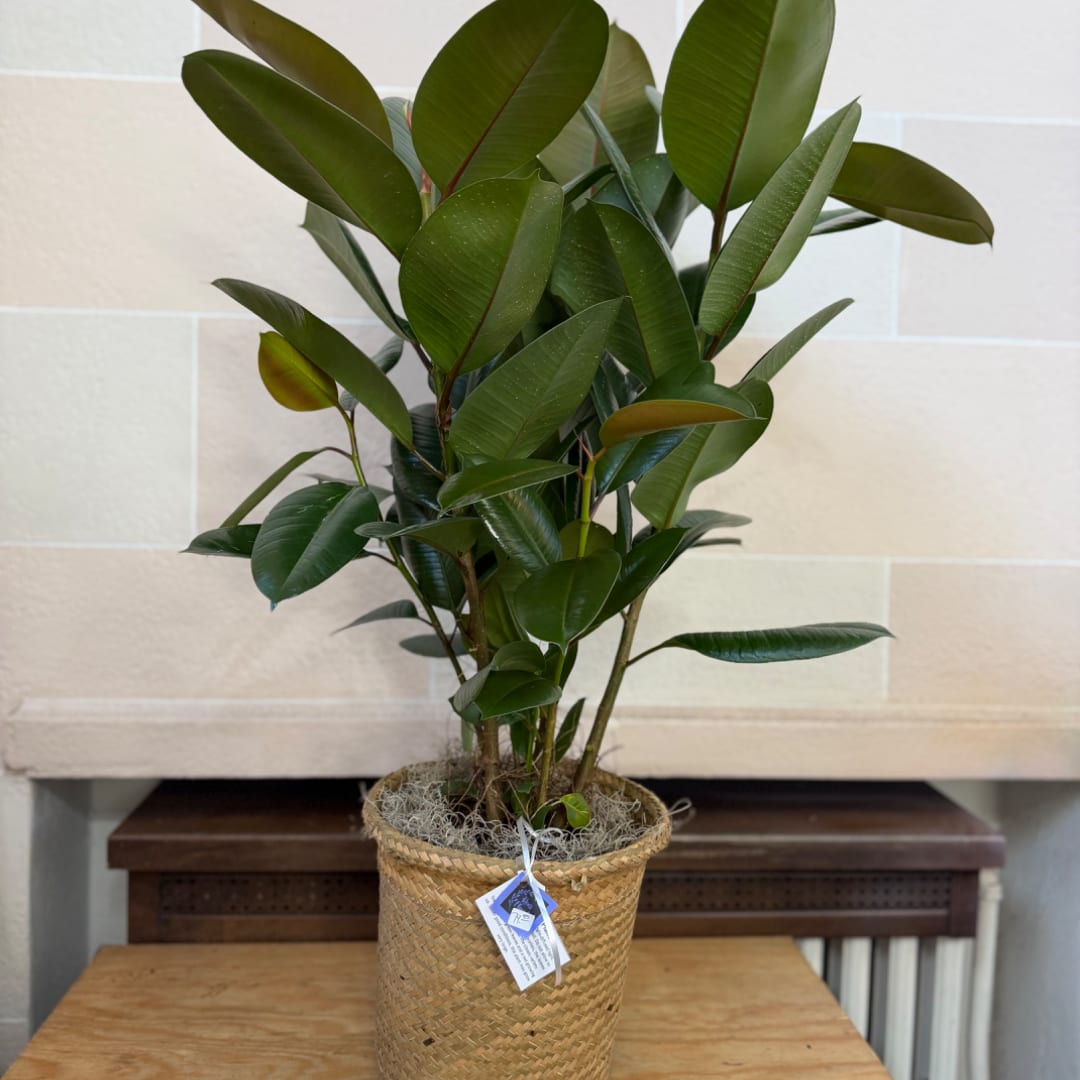 Potted rubber plant in a woven basket planter