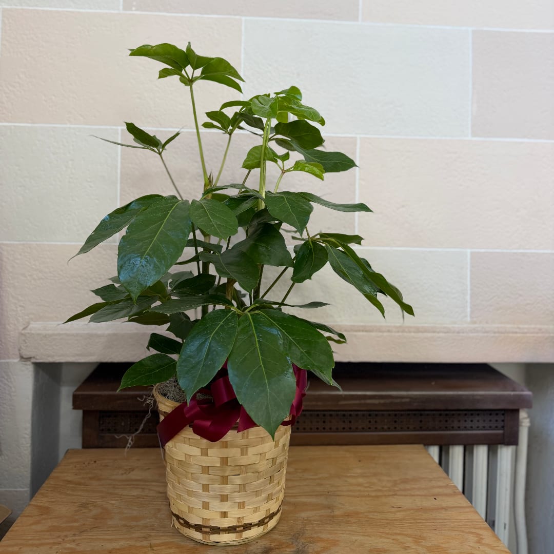 Potted green plant in a woven basket with a burgundy ribbon