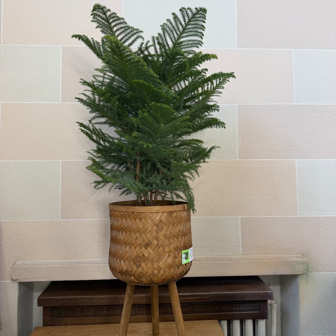 Potted evergreen plant in a woven basket planter on a wooden stand