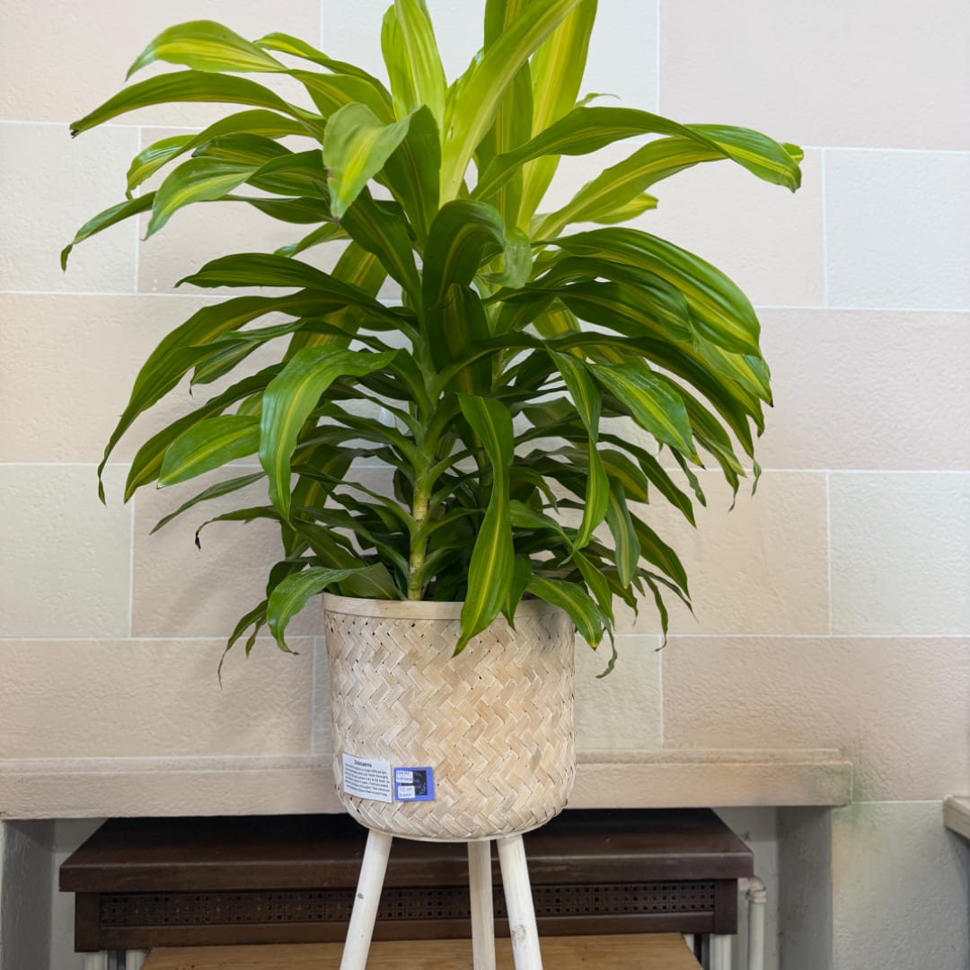 Potted dracaena plant in a woven basket planter on a stand