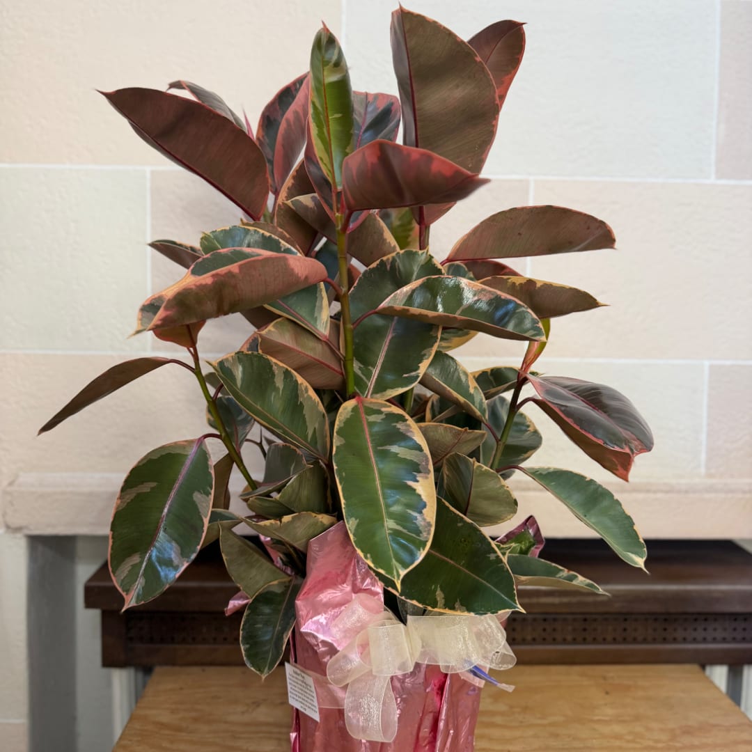 Potted rubber plant with variegated green and burgundy leaves in pink wrap