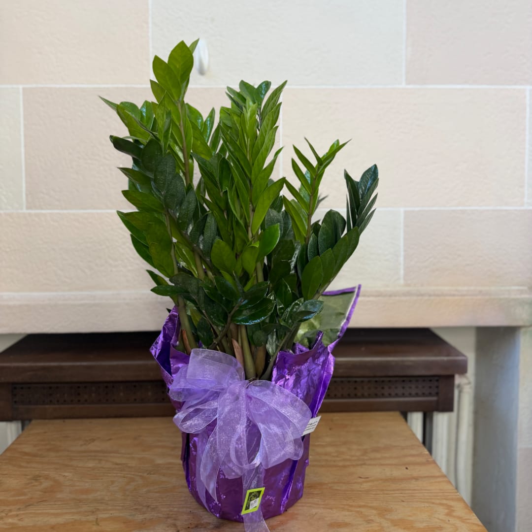 Potted green plant wrapped in purple paper with a lavender bow