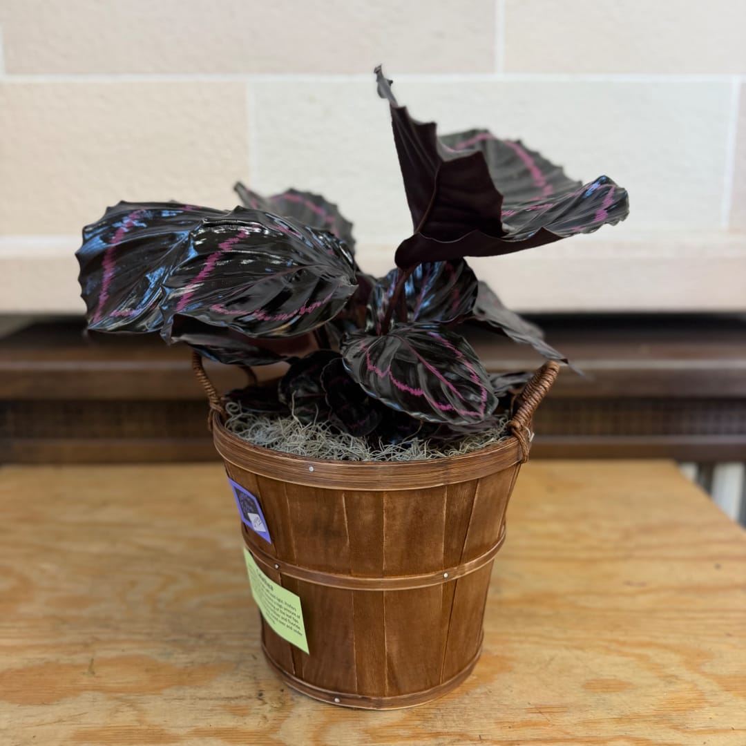 Potted plant with dark leaves and pink veining in a wooden basket