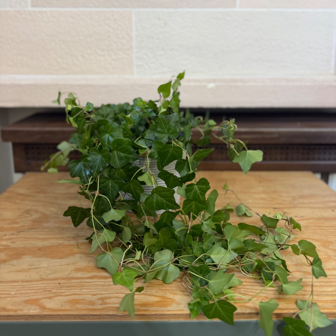 Potted ivy plant with trailing green vines on a wooden table
