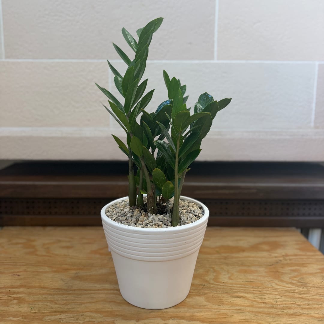 Potted green plant in a white ceramic pot