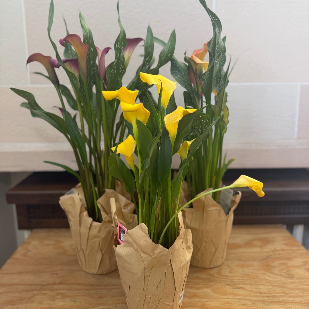 Potted calla lilies with yellow and purple blooms in brown paper wraps