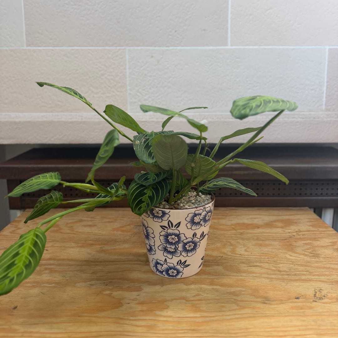 Potted green houseplant in a floral ceramic pot