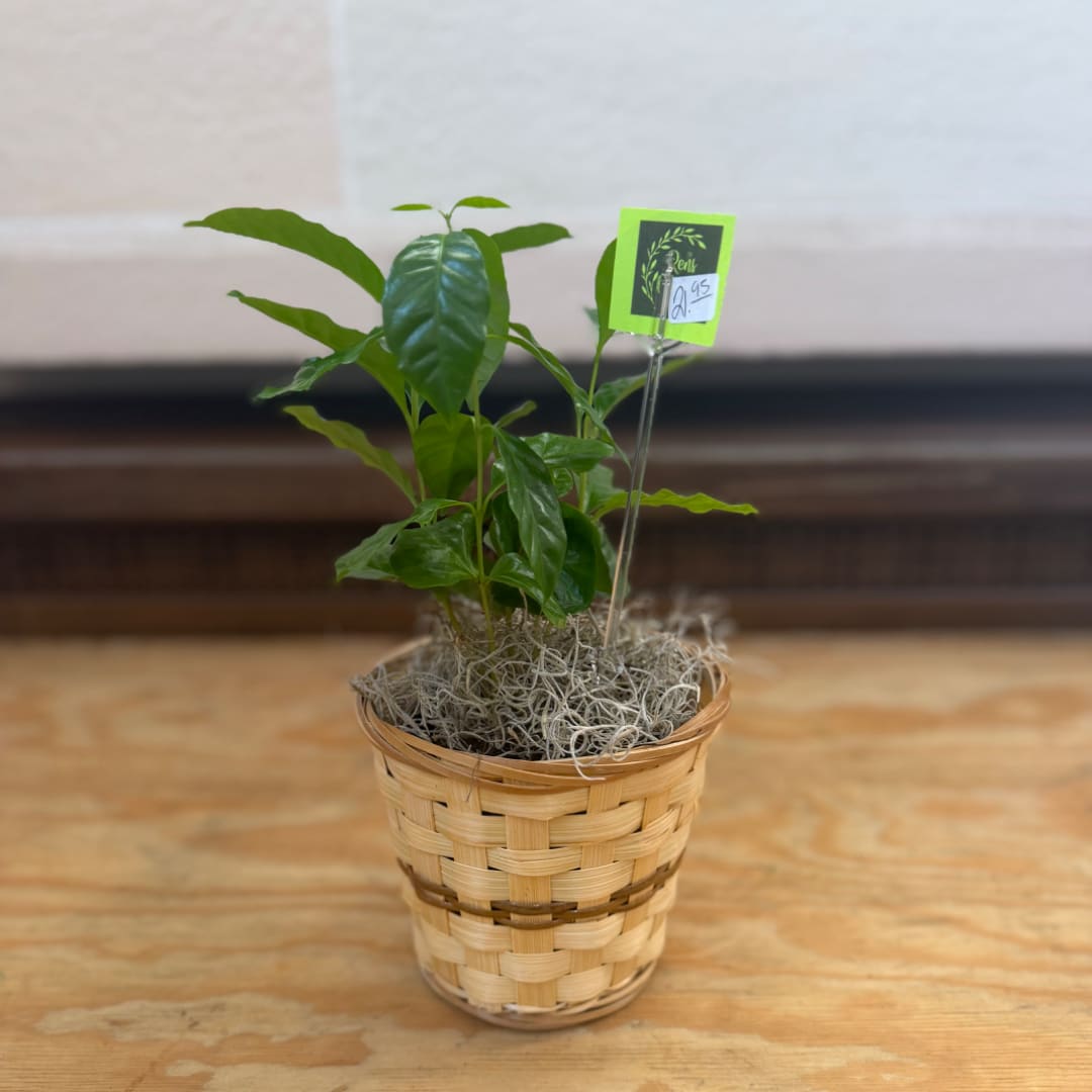 Small potted green plant in a woven basket